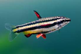 В европу впервые рыбки были завезены в 1928 году. Zwergziersalmler Nannostomus Marginatus Aquaristik Profi
