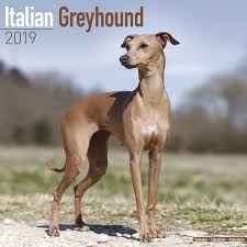 The italian greyhound is sensitive, alert, smart, and playful. Italian Greyhound Calendar 2019 Amazon De Avonside Publishing Ltd Bucher