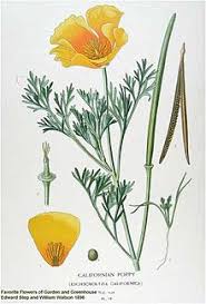 Discount99.us has been visited by 1m+ users in the past month Eschscholzia Californica Wikipedia