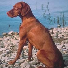 Below is a sample search of our vizsla breeders with puppies for sale. Puppyfind Vizsla Puppies For Sale