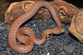 Children S Python Antaresia Childreni Named After George Children Found In Australia In The Extreme North Of Wes Cute Snake Reptiles And Amphibians Python