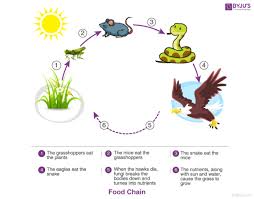 Having animal visitors shouldn't be something we try to stop. Interdependence Of Plants And Animals Ecosystem Herbivorous Chemistry