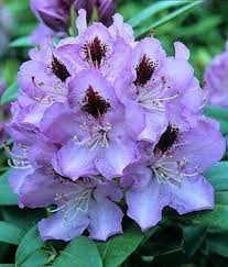 Image result for Rhododendron