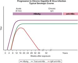 hepatitis b