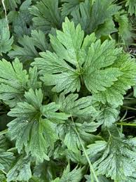 Image result for Leonurus japonicus