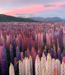 50 Rainbow Lupine 9 Color Mix Seeds Lupinus Polyphyllus Etsy In 2021 Lupine Flowers Nature Photography Nature Aesthetic
