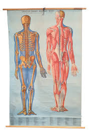 When your middle and lower back muscles are weak, you are more likely to experience low back pain. Kl1 Skeleton Musculature Rear View Anatomical Chart Architectural Antiques