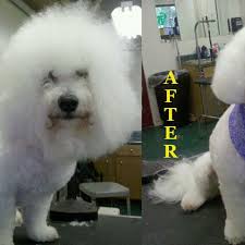 2,555 likes · 5 talking about this · 506 were here. Photos At Groomingdales Pet Salon Day Spa Pet Service