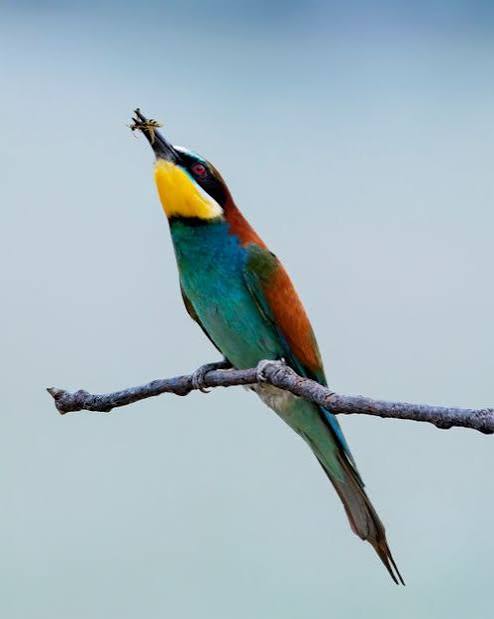 4.000+ Foto Burung Pemakan Serangga Terbaik · Unduh Gratis 100% · Foto Stok Pexels