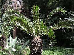 Image result for Encephalartos aplanatus