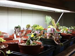 Succulent Grow Light Recommendations Mountain Crest Gardens