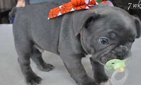 Check spelling or type a new query. French Bulldog Puppies For Sale Pennsylvania Breeder Ads