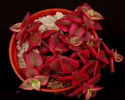 Marginalis 'rubra' crassula pellucida ssp. Crassula Pellucida Rubra Surreal Succulents