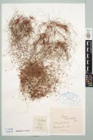 Image result for Isolepis sp.no.1