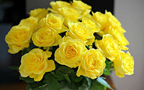 Free download Beautiful Yellow Roses Widescreen HD Wallpaper ...