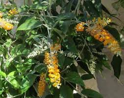 Image result for Buddleja madagascariensis