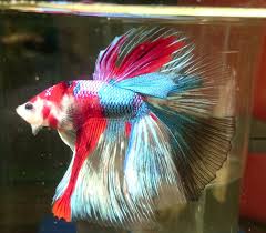 Kepentingan garam untuk ikan laga. Betta Frenzy 10 Tips Penjagaan Ikan Laga Supaya Kekal Aktif