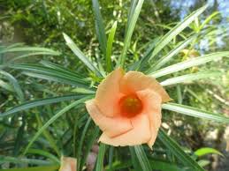 So ziehen sie einen prächtigen oleander im topf. Wie Sie Den Oleander Als Zimmerpflanze Richtig Pflegen