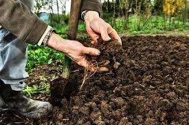 Die beste voraussetzung für ein gesundes wachstum der pflanzen im garten ist eine gute nährstoffversorgung. Raiffeisen Laborservice Mit 25jahriger Erfahrung Fur Gartenfreunde