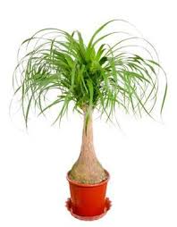 ungiftige zimmerpflanzen fur mensch tier katzenwelt pinterest plants indoor plants und pets