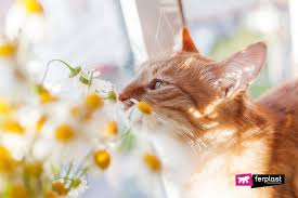 That means it has a naturally absorbent structure that one reviewer complained of the overwhelming (i think he used the word pungent) smell of the lavender. Smells Cats Hate