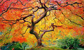 Autumn Flame Portland Japanese Garden Mike Putnam Photography