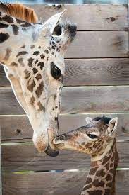 Mama And Baby Houston Zoo Masai Giraffe Giraffe