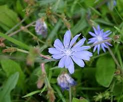 Blumen Am Wegesrand Bestimmen Fortsetzung Blumen Bestimmen Blumen Und Heilpflanzen