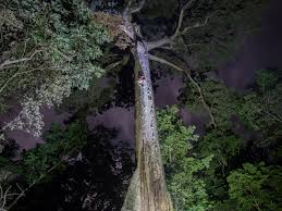 Kamera tanpa waterproff casing, bunyi bising angin. In Central Sumatra The Talang Mamak People Work To Build A Sustainable Honey Business And Protect Precious Forests Interesting Things
