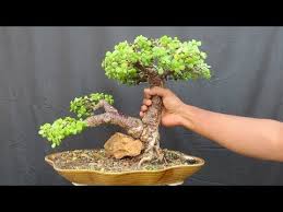 Check spelling or type a new query. Jade Bonsai How To Create Thick Trunk Ovd Youtube Jade Bonsai Jade Plant Bonsai Bonsai Pruning