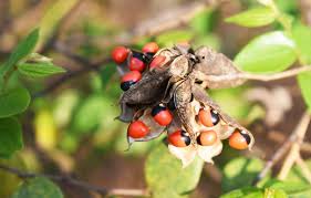 Image result for Abrus fruticulosus