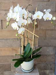 The san mateo japanese garden: White Orchid Design In San Mateo Ca Blossoms And Botanicals