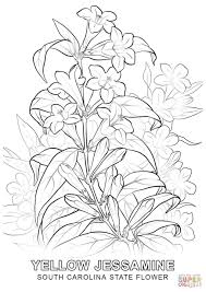 Check spelling or type a new query. South Carolina State Flower Coloring Page Jpg 1020 1440 Flower Coloring Pages Coloring Pages Printable Flower Coloring Pages