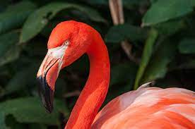 Ela acredita que o animal entrou em casa quando deixou a porta dos fundos do imóvel aberta para. Flamingo Bird Britannica