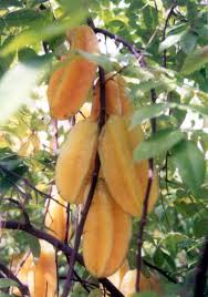 Check spelling or type a new query. Carambola A Five Star Fruit Echocommunity Org