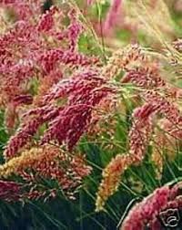 We did not find results for: Bermuda Grass Seed In Ornamental Grasses On Popscreen