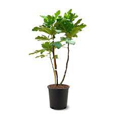 The homedepot community on reddit. Brown Turkey Fig Tree Figbro05g The Home Depot