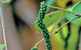 Slofoodgroup offers gourmet whole peppercorns for sale. Growing Pepper Simple Steps To Follow