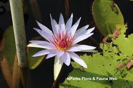 Image result for Nymphaea divaricata