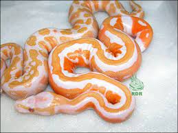 Ball Python Morphs A Z Ball Python Ball Python Morphs Pet Snake