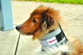You can pick up a dog cone at your vet's office before the when you tighten the cone, you want to make sure two to three fingers can fit between the rim and your dog's neck. Comfortable Dog Cone Alternatives Whole Dog Journal