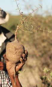 Image result for Raphionacme