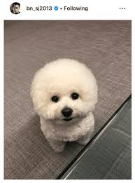 Find out more about the wonderful, spunky korean jindo dog. Korean Poodle Online