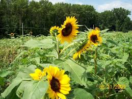 Lebak Farms Chesterfield Nj Wholesale Flowers 609 298 4669 Wholesale Flowers Wedding Flowers Flowers