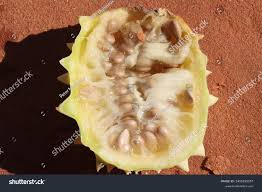 Image result for Acanthosicyos naudinianus