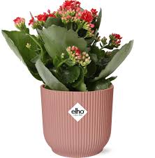 Image result for Kalanchoe rosalina