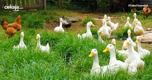 Jenis burung elang mempunyai paruh kuat, tajam, dan melengkung bagian ujungnya. Cara Budidaya Ternak Bebek Pedaging Untuk Pemula