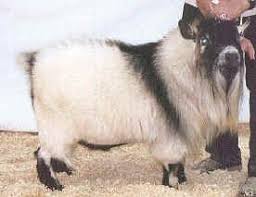 National Pygmy Goat Association
