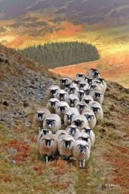 Koyun Surusu Kucukbas Hayvanlar Pinterest Psalm 23 And Animal