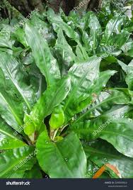 Image result for Palisota